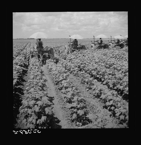Tractors have taken the place of the mule and the plow on Hopson plantation, where day labor is used almost exclusively, displacing the old tenants on the place. Clarksdale, Mississippi Delta, Mississippi