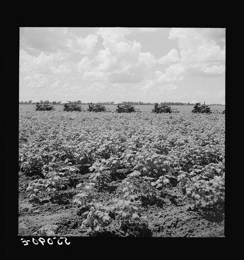 Untitled photo, possibly related to: Tractors have taken the place of the mule and the plow on Hopson plantation, where day labor is used almost exclusively, displacing the old tenants on the place. Clarksdale, Mississippi Delta, Mississippi
