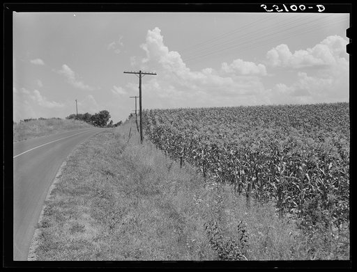 Cornfield along highway between Louisville and Frankfort, Kentucky