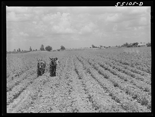 Knowlton Plantation. Perthshire, Mississippi Delta, Mississippi
