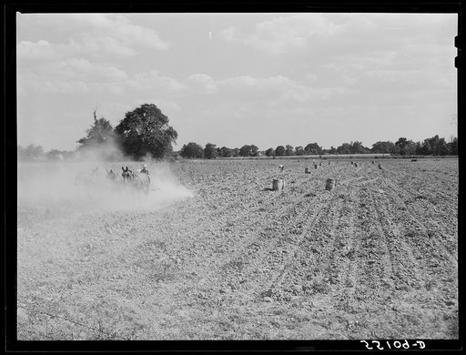 Harvesting potatoes in Jefferson County, Kentucky
