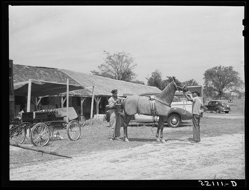 Elaborate preparations are made for entries in Shelby County horse show and fair. Shelbyville, Kentucky