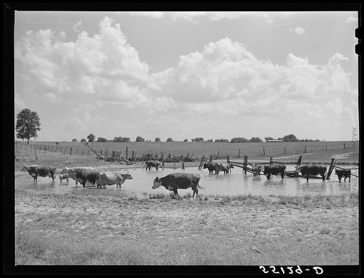 Untitled photo, possibly related to: Cows cooling off in pond. Kentucky