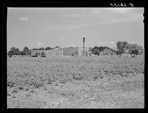 Land is so valuable in the Mississippi Delta that cotton is planted practically up to the doorsteps of schools and banks. Near Clarksdale, Mississippi