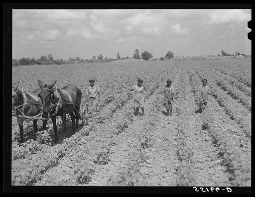 Untitled photo, possibly related to: Knowlton Plantation. Pertshire, Mississippi Delta, Mississippi
