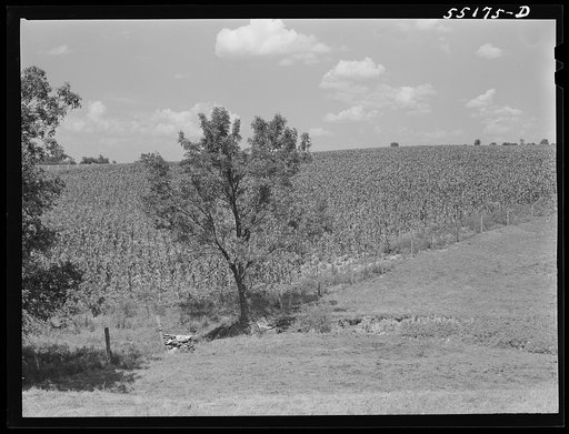 General landscape with cornfield. Southeastern Kentucky