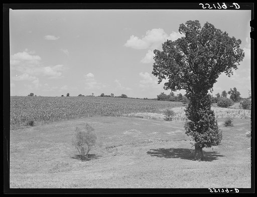 General landscape with cornfield. Southeastern Kentucky