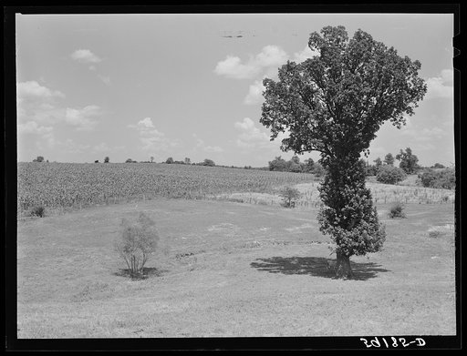 Untitled photo, possibly related to: General landscape with cornfield. Southeastern Kentucky