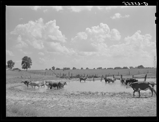 Cows cooling off in pond. Kentucky