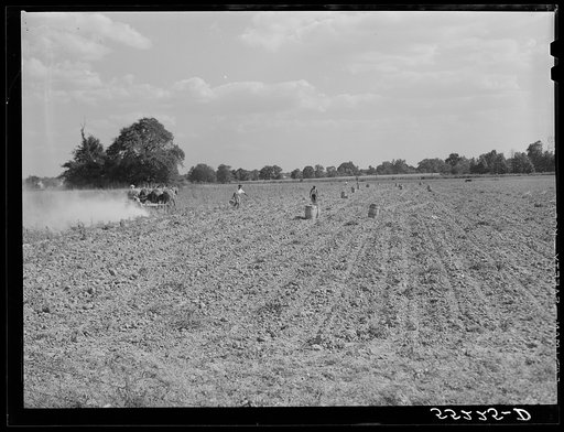 Untitled photo, possibly related to: Harvesting potatoes in Jefferson County, Kentucky