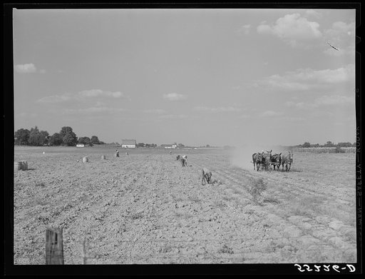 Harvesting potatoes in Jefferson County, Kentucky