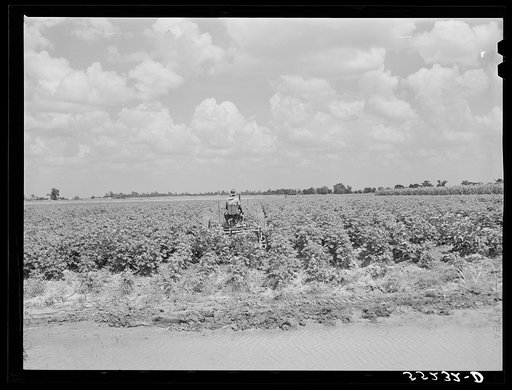 Untitled photo, possibly related to: Knowlton Plantation. Pertshire, Mississippi Delta, Mississippi