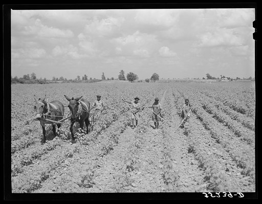 Knowlton Plantation. Perthshire, Mississippi Delta, Mississipppi