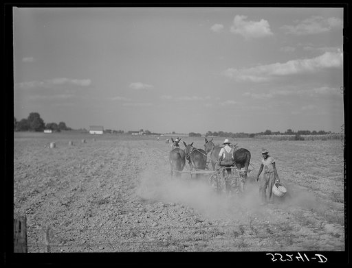 Untitled photo, possibly related to: Harvesting potatoes in Jefferson County, Kentucky