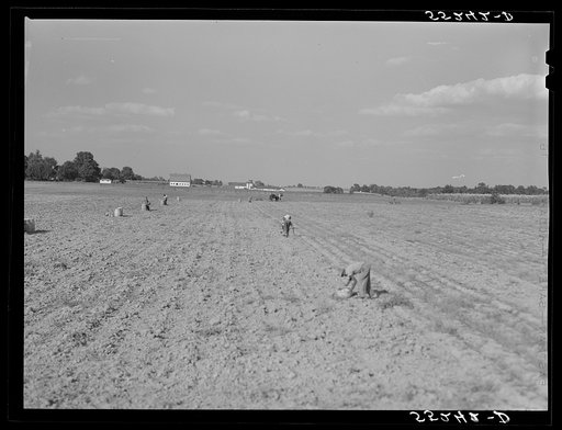 Untitled photo, possibly related to: Harvesting potatoes in Jefferson County, Kentucky