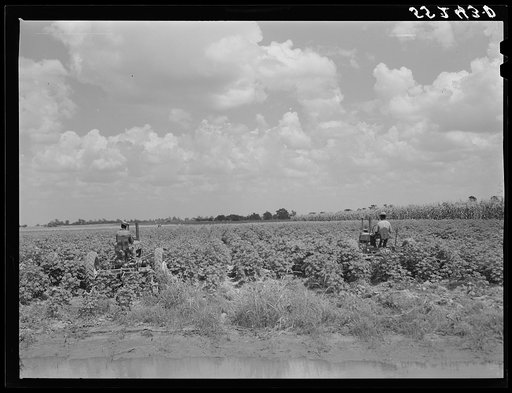 Untitled photo, possibly related to: Knowlton Plantation, Perthshire. Mississippi Delta, Mississippi