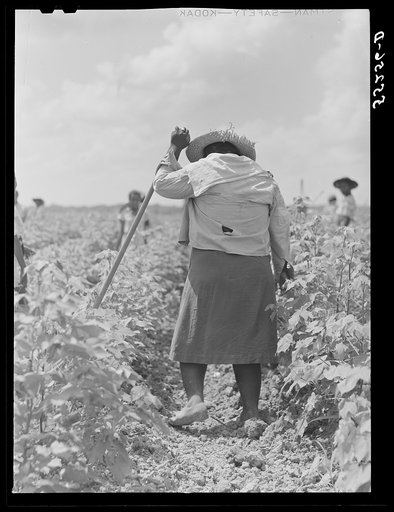 Day laborer chopping cotton on Knowlton Plantation. Perthshire, Mississippi Delta, Mississippi