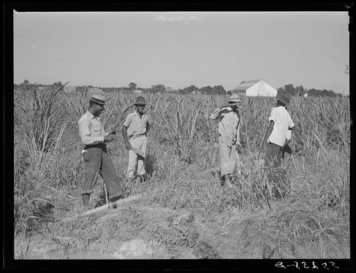 Drinking water while cutting out cane on Terrebonne Project. Schriever, Louisiana