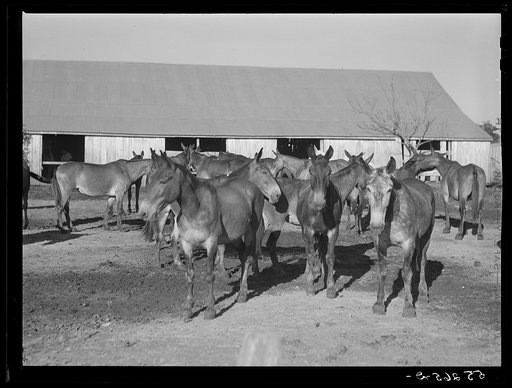 Untitled photo, possibly related to: Terrebonne Project. Schriever, Louisiana