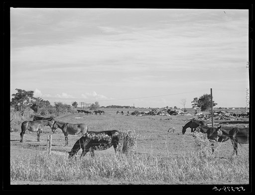 Untitled photo, possibly related to: All the mules are kept at the central barn on the plantation at Terrebonne Project. Schriever, Louisiana