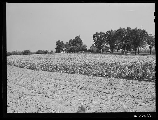 Untitled photo, possibly related to: Tobacco before it has been "topped" of its blossoms. In field on farm near Lexington, Kentucky 
