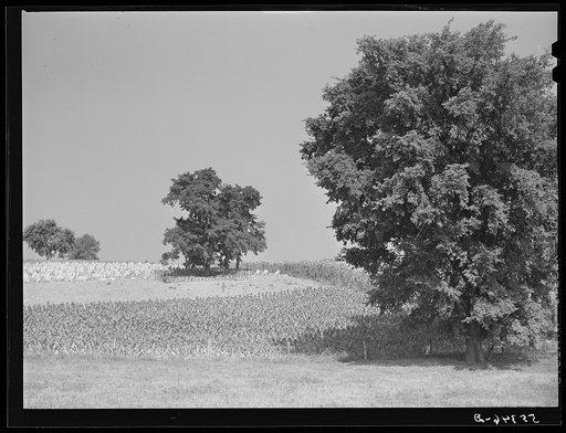 Untitled photo, possibly related to: Burley tobacco ripening and almost ready to be cut. Russell Spear's farm near Lexington, Kentucky