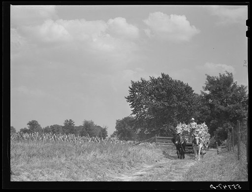 Taking burley tobacco in from the fields after it has been cut to dry and cure in the barn. On Russell Spear's farm near Lexington, Kentucky