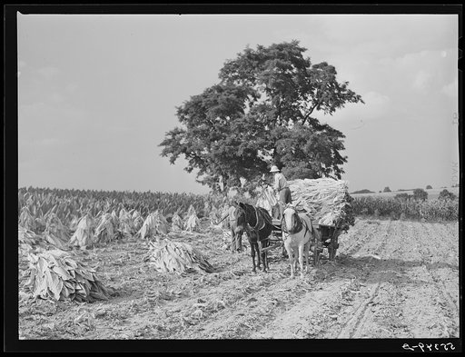 Untitled photo, possibly related to: Tobacco on Russell Spear's farm near Lexington, Kentucky