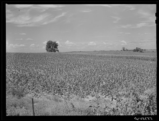 Untitled photo, possibly related to: Fields of tobacco with corn in background. South of Louisville, Kentucky