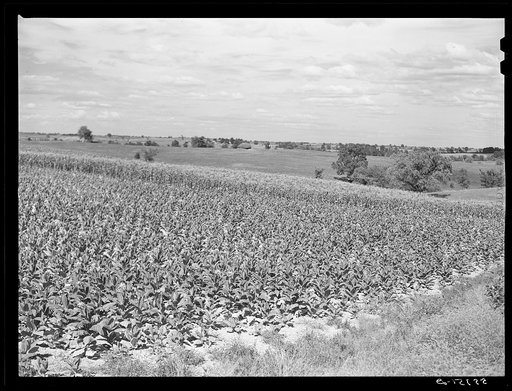 Untitled photo, possibly related to: Fields of tobacco with corn in background. South of Louisville, Kentucky