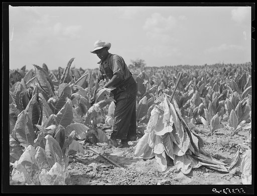 Untitled photo, possibly related to: Farmers cutting tobacco and putting it on sticks to wilt before taking it to barn for drying and curing. In region between Louisville and Lexington, Kentucky