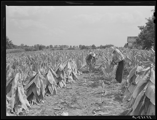 Untitled photo, possibly related to: cutting burley tobacco and putting it on sticks to wilt before taking it into curing and drying barn. Russell Spear's farm, near Lexington, Kentucky