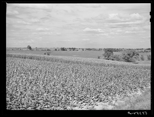 Fields of tobacco with corn in background. South of Louisville, Kentucky