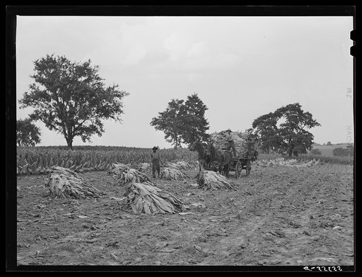 Untitled photo, possibly related to: Tobacco on Russell Spear's farm near Lexington, Kentucky