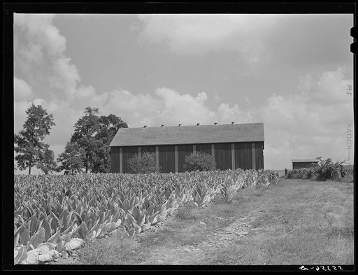 Untitled photo, possibly related to: Tobacco ripening in the field by curing barn on Russell Spear's farm near Lexington, Kentucky