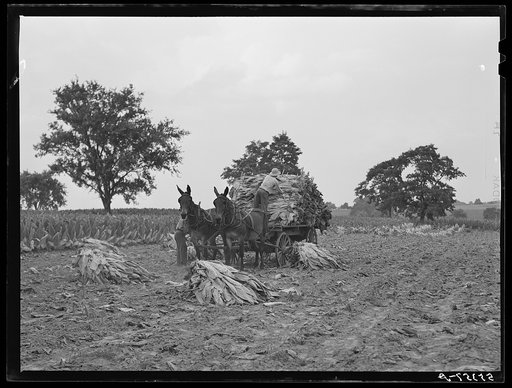 Untitled photo, possibly related to: Tobacco on Russell Spear's farm near Lexington, Kentucky