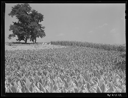 Burley tobacco ripening and almost ready to be cut. Russell Spear's farm near Lexington, Kentucky
