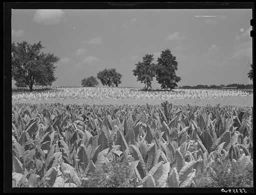 Untitled photo, possibly related to: Burley tobacco ripening and almost ready to be cut. Russell Spear's farm near Lexington, Kentucky