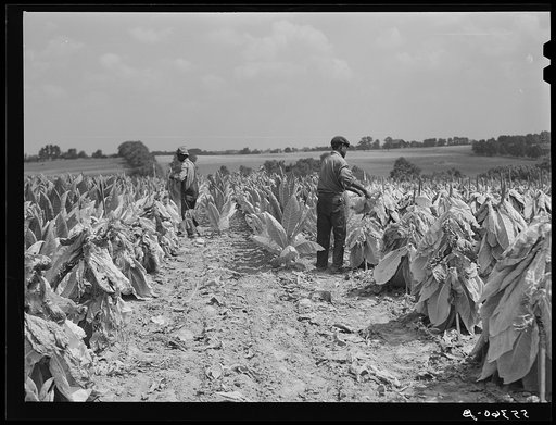 Cutting burley tobacco and putting it on sticks to wilt before taking it into curing and drying barn. Russell Spear's farm, near Lexington, Kentucky