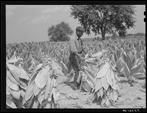 Untitled photo, possibly related to: cutting burley tobacco and putting it on sticks to wilt before taking it into curing and drying barn. Russell Spear's farm, near Lexington, Kentucky