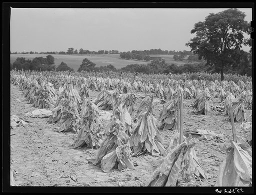 Tobacco on Russell Spear's farm near Lexington, Kentucky