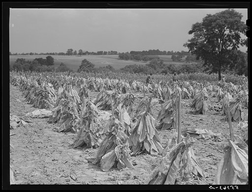 Burley tobacco is placed on sticks to wilt after cutting before it is taken into barn for drying and curing. Russell Spear's farm near Lexington, Kentucky