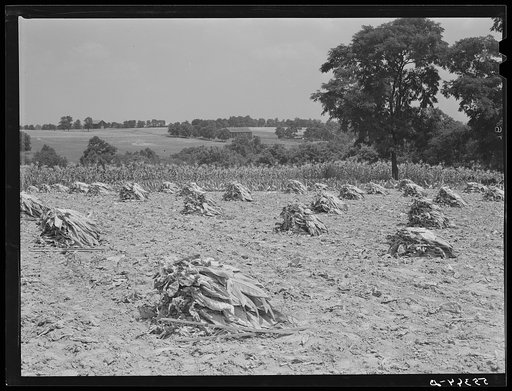 Burley tobacco, after it has been cut and wilted, is placed in small piles before being picked up by wagon and taken to dry and curing barn. Russell Spear's farm near Lexington, Kentucky