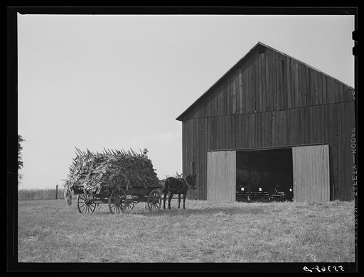 Untitled photo, possibly related to: Taking burley tobacco in from the fields after it has been cut to dry and cure in the barn. On Russell Spear's farm near Lexington, Kentucky