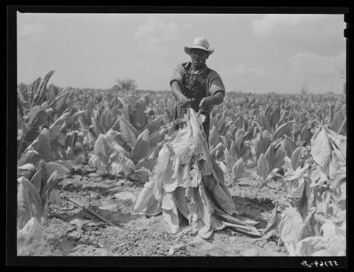 Farmers cutting tobacco and putting it on sticks to wilt before taking it to barn for drying and curing. In region between Louisville and Lexington, Kentucky