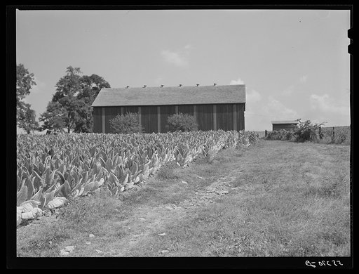 Untitled photo, possibly related to: Tobacco ripening in the field by curing barn on Russell Spear's farm near Lexington, Kentucky