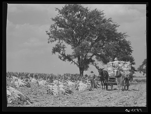 Taking burley tobacco in from the fields after it has been cut to dry and cure in the barn. On Russell Spear's farm near Lexington, Kentucky