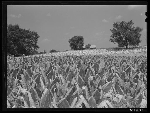Burley tobacco ripening and almost ready to be cut. Russell Spear's farm near Lexington, Kentucky