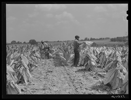 Untitled photo, possibly related to: cutting burley tobacco and putting it on sticks to wilt before taking it into curing and drying barn. Russell Spear's farm, near Lexington, Kentucky