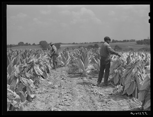Untitled photo, possibly related to: cutting burley tobacco and putting it on sticks to wilt before taking it into curing and drying barn. Russell Spear's farm, near Lexington, Kentucky